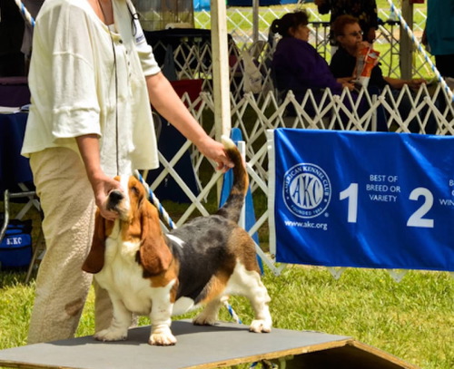 Cilka Turguesa Playa - Mattaponi kennel Club show - Manassas Va. May 17 - 6 to 9 month old puppy class - Second place