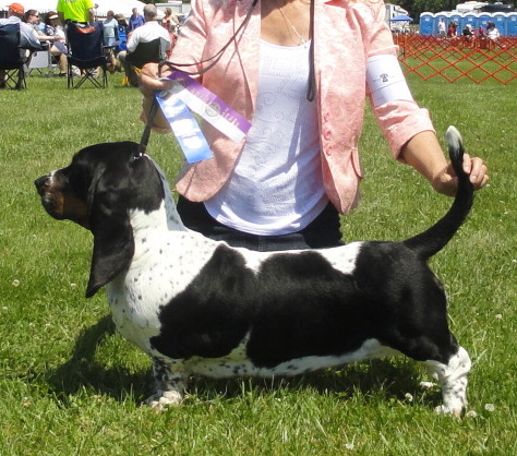 Corkey's Meadow gets Reserve Winners Bitch at the Charlottesville, Virginia - Albermarle Kennel Club, June 1st, 2014 