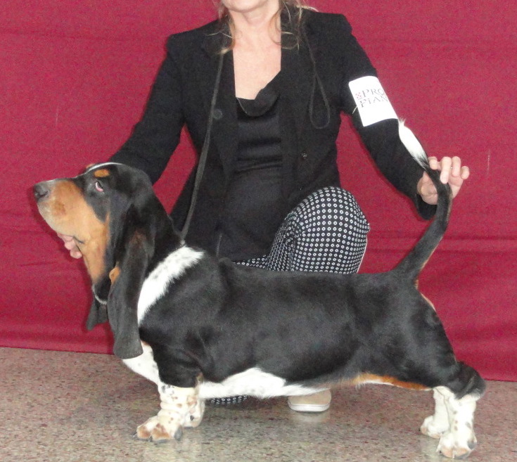 CORKEY'S MIGHTY BLACK JACK - Jack was born here sired by Ch Tobias Turguesa Playa AUGUST 1, 2014 - Went to the Roanoke Kennel Club Puppy Match yesterday, with Zen's Corkey's Mighty Moe and Corkey's Mighty Black Jack for the puppy match. Moe and Jack are just about 5 months old and this was good practice for these boys and me. Thanks to Robin Snell, Moe's breeder, for taking Jack in the ring for me. Video below.