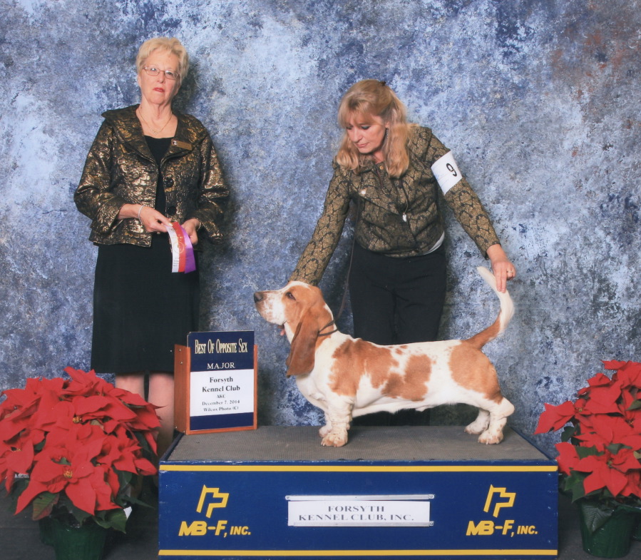 We entered Corkey's Mighty Black Jack and Zen's Corkey's Mighty Moe in the Forsyth KC show, Dec 6th and 7th, 2014. On Saturday Jack won his puppy class and then took reserve winners of the dogs. On Sunday, Moe got his first major, Winners Dog and Best of Opposite Sex under AKC Judge Sharol Candace Way, for a 3 point major. We were very pleased. 