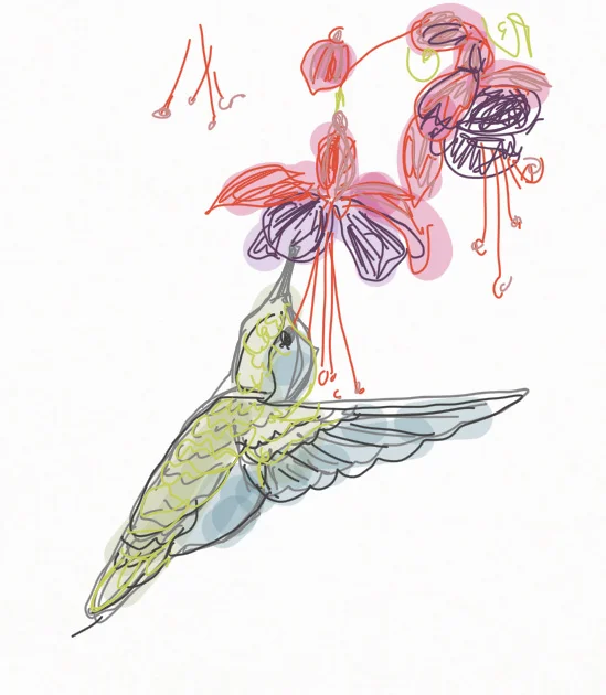 Hummingbird Feeding