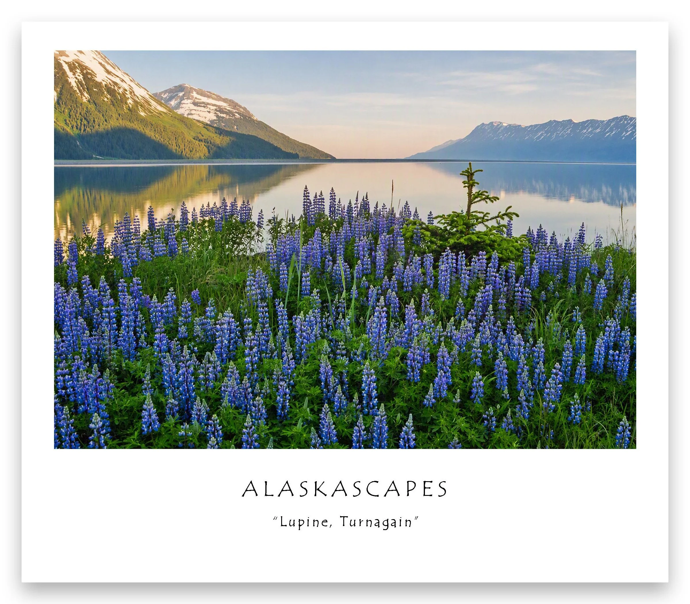 Lupine, Turnagain_edited-1.jpg