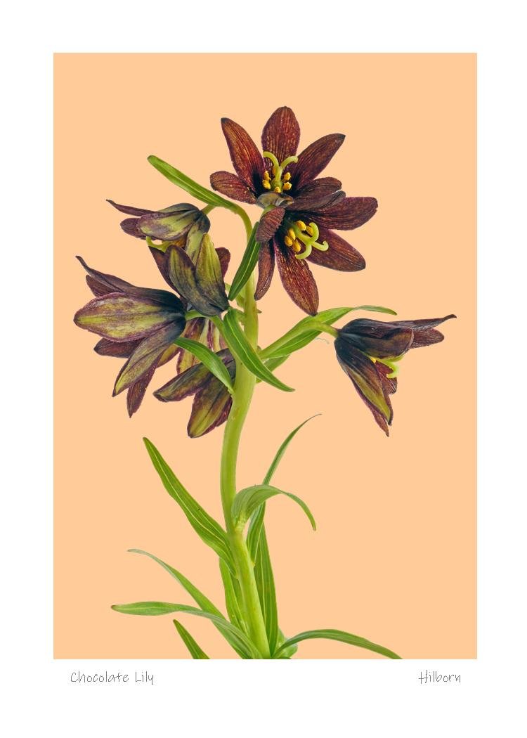 5x7 Chocolate Lily Peach.jpg