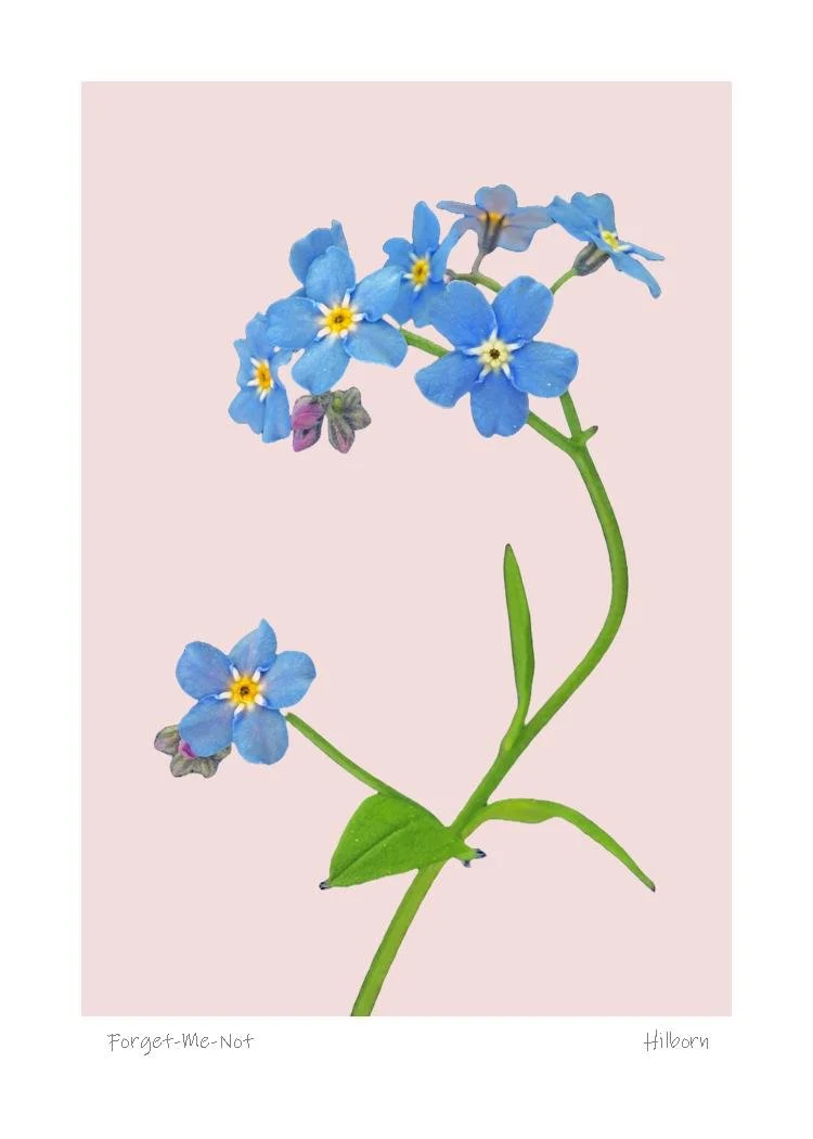 5x7 Forget Me Nots Pink.jpg