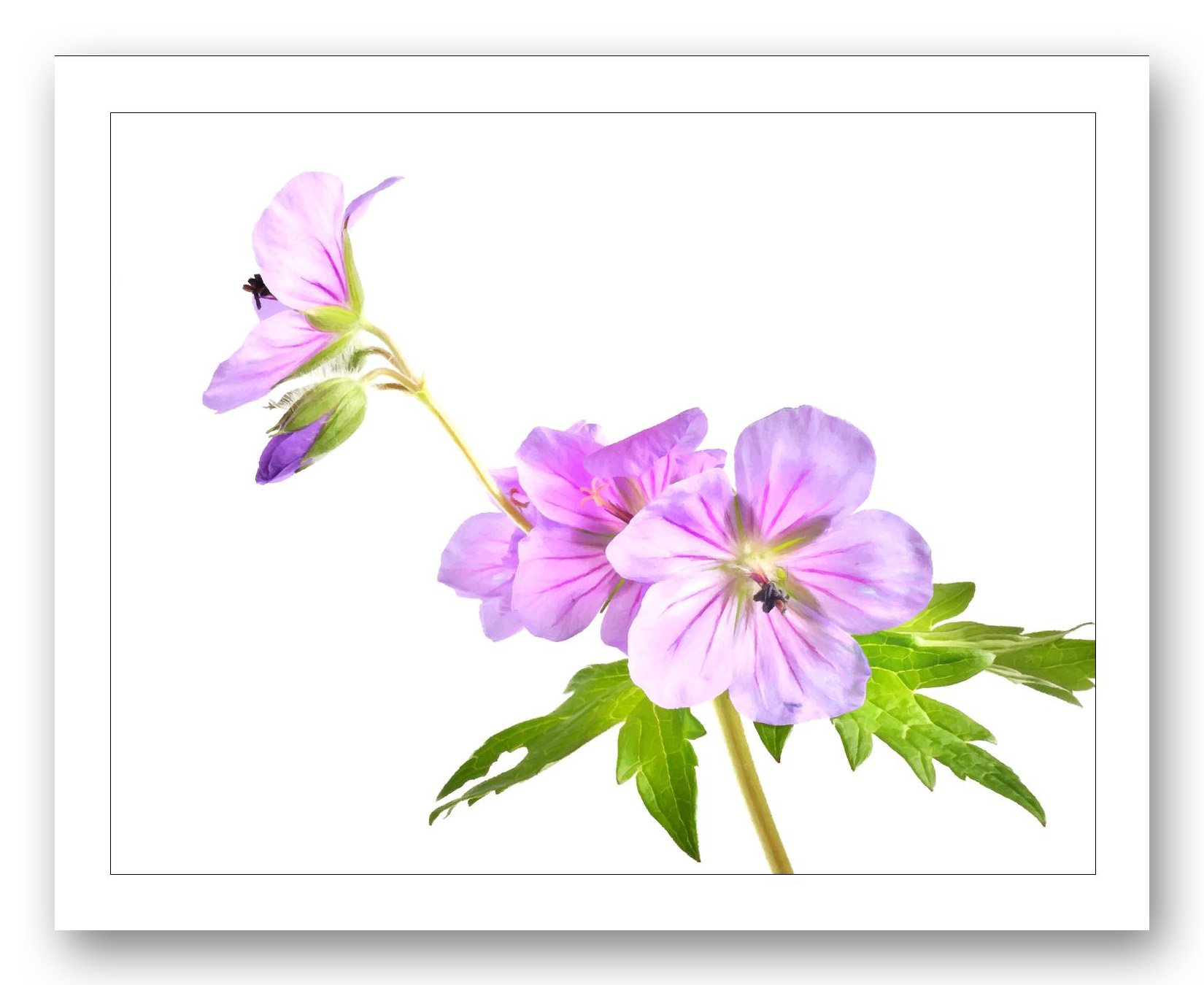 8x10 WBGrd Wild Geranium_edited-2.jpg