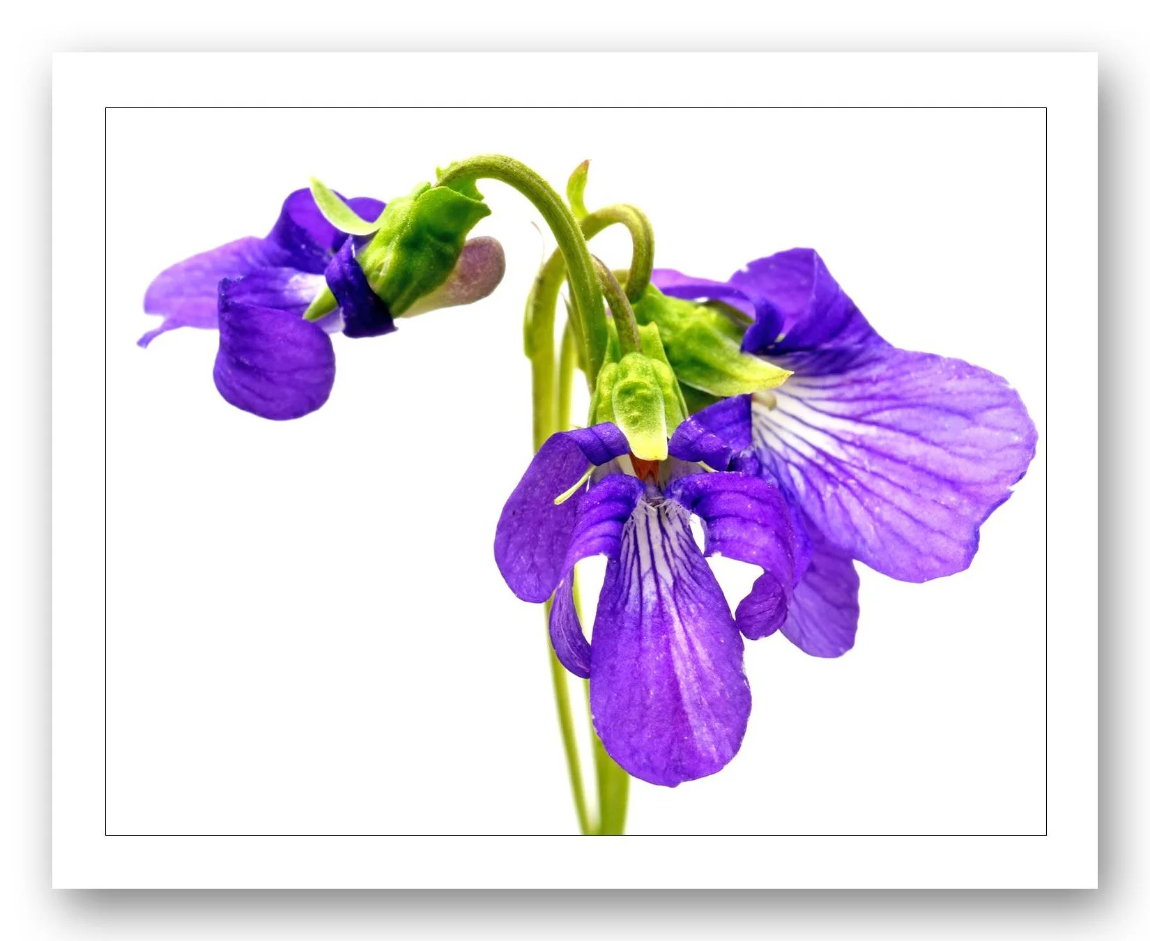 8x10 WBGrd Violet_edited-1.jpg