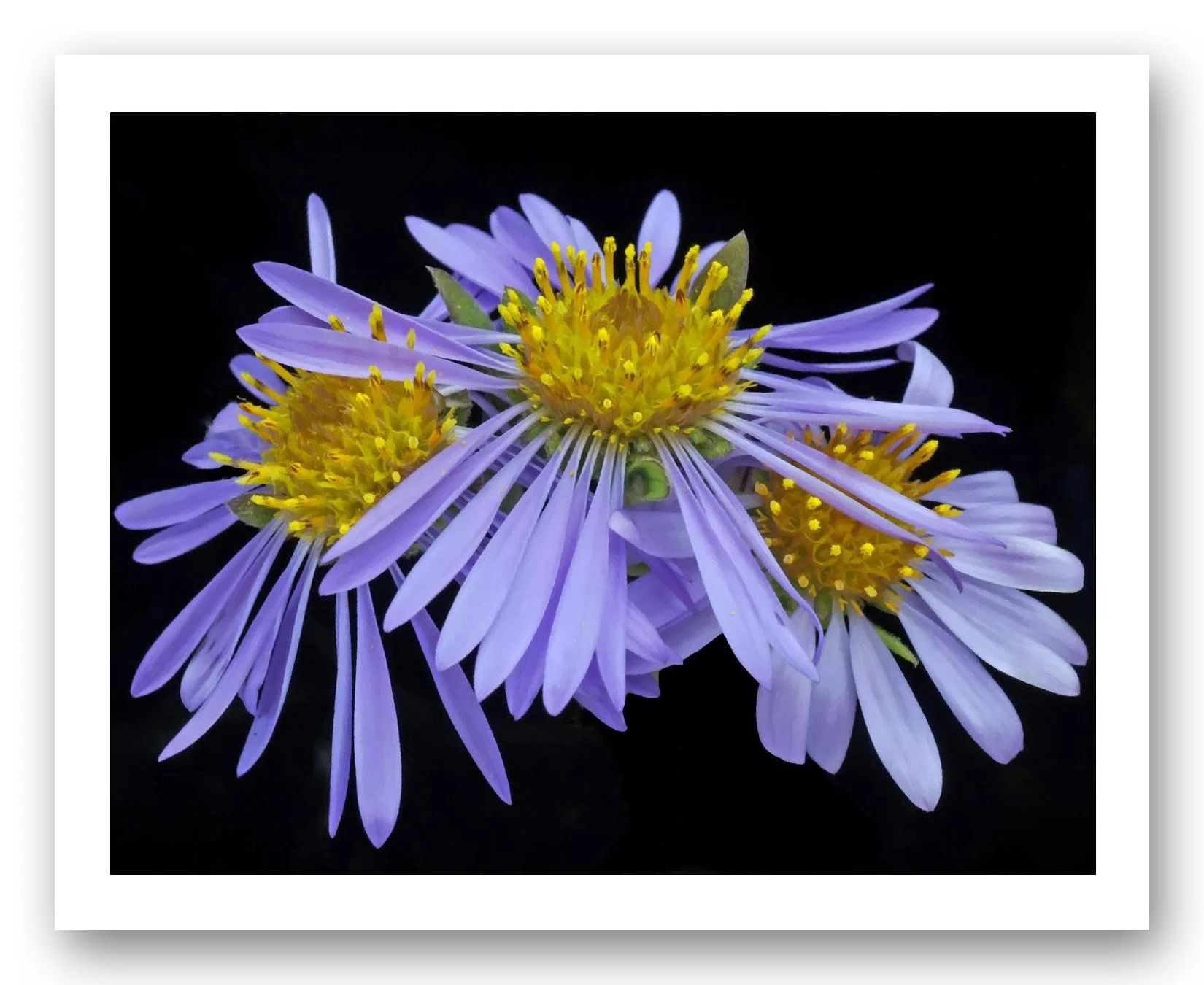 8x10 BBGrd Siberian Aster_edited-1.jpg