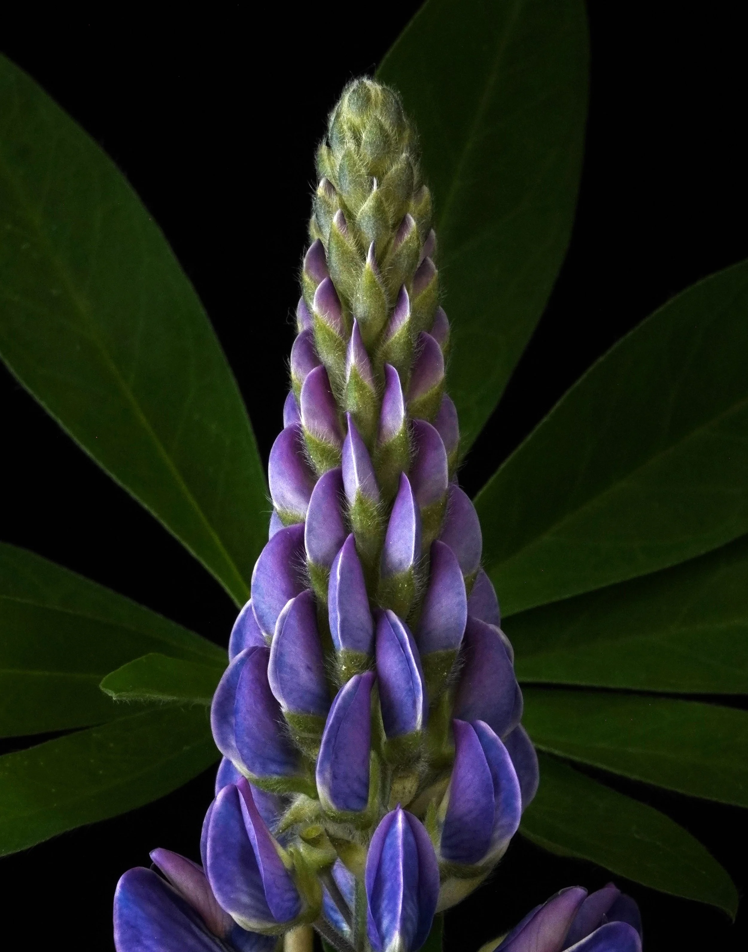 Lupine