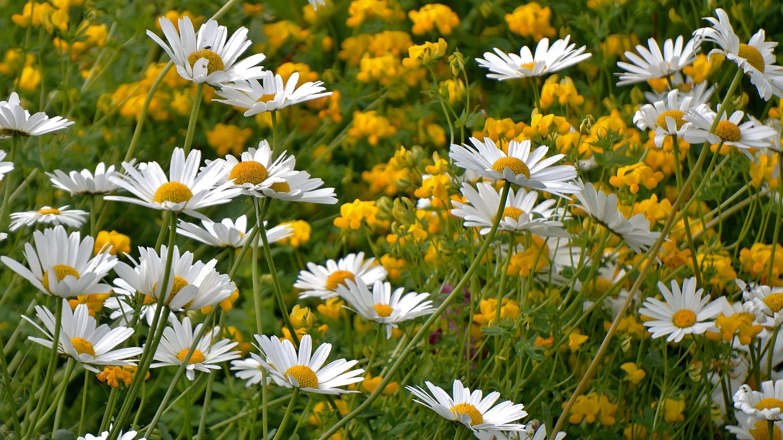 garden daisies