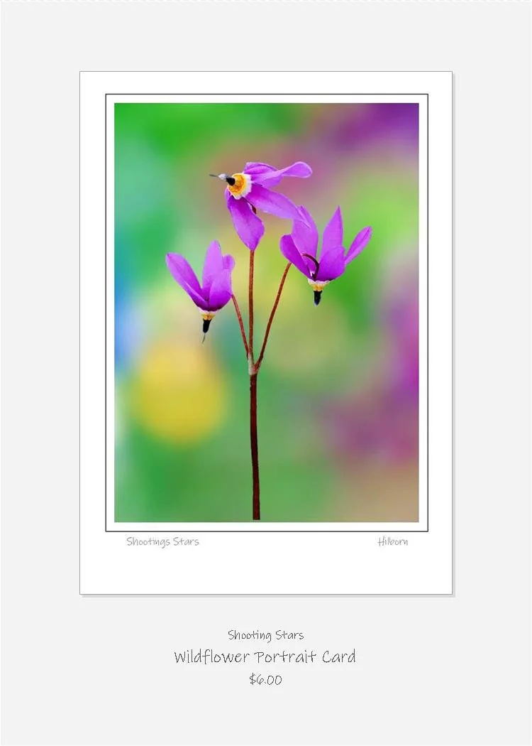 WPC Shooting Star CS.jpg