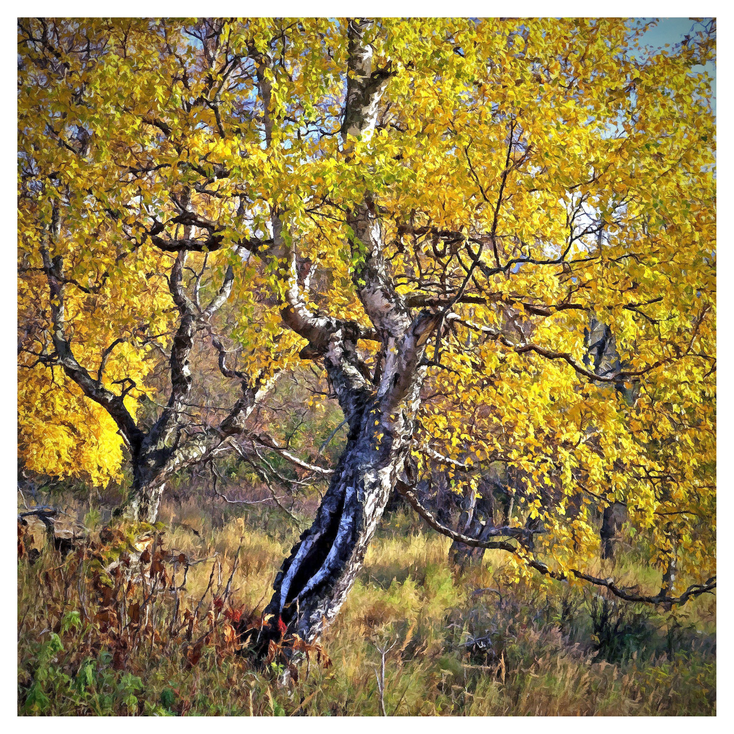 030_FotoSketcher_edited-2 copy.jpg