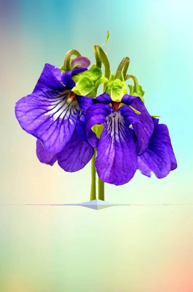 5x7 Violet for card_edited-2.jpg