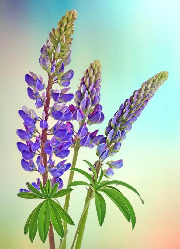 8x10 To Mat Lupine BC_edited-1.jpg