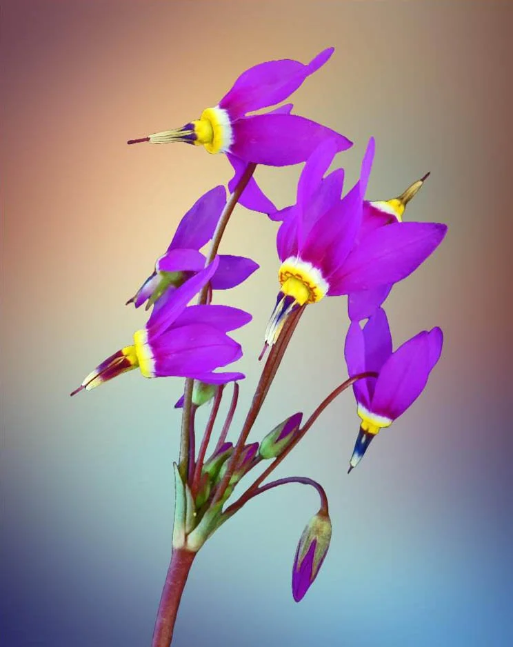 8x10 To Mat Shoot Star BC_edited-1.jpg