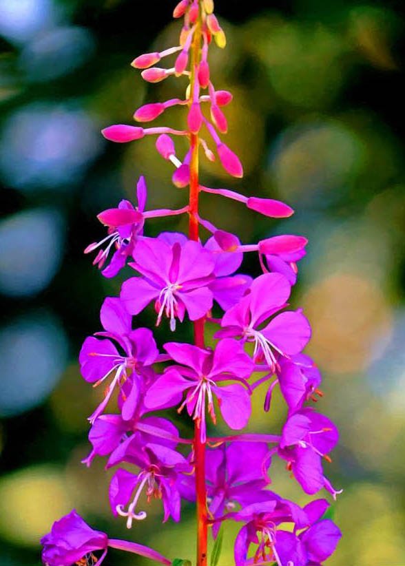 CS NC Brilliant Fireweed_edited-2.jpg