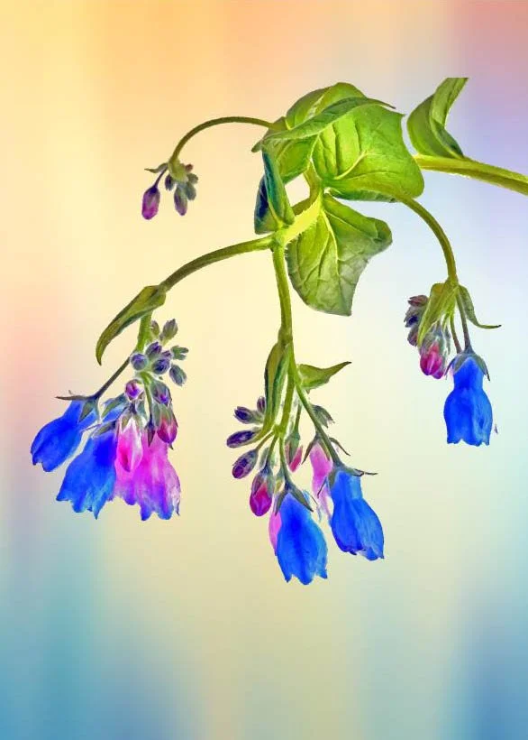 CS NC Chiming Bells_edited-1.jpg