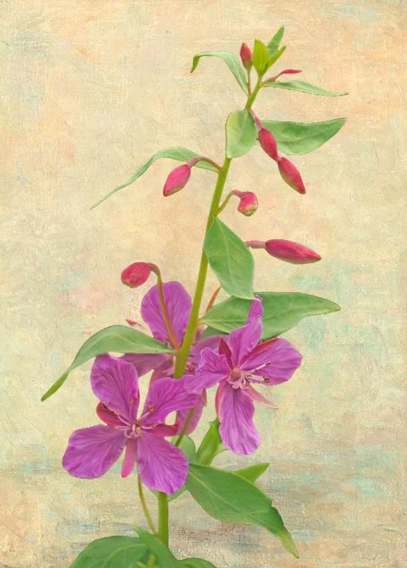 CS NC Fireweed Portrait iii_edited-1.jpg