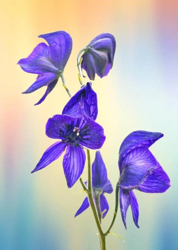 CS NC Monkshood Portrait_edited-1.jpg