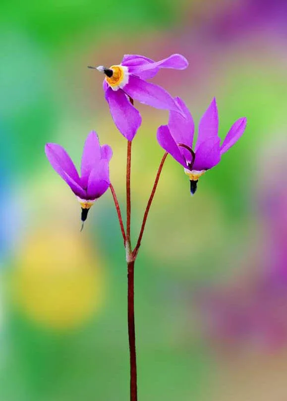 CS NC Shooting Stars_edited-2.jpg