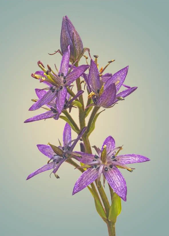 CS NC Star Gentian_edited-1.jpg