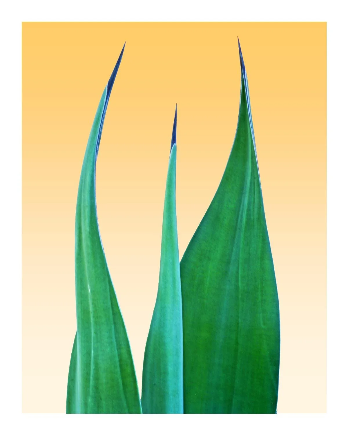 Cactus Palm Springs 2.jpg