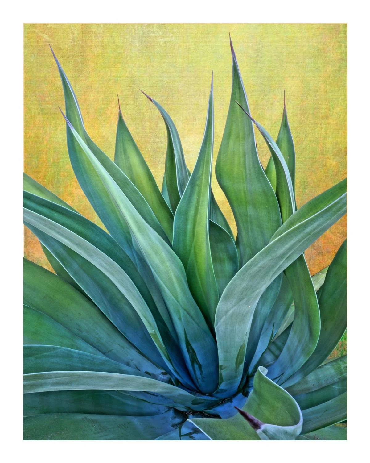 Cactus Palm Springs 3.jpg