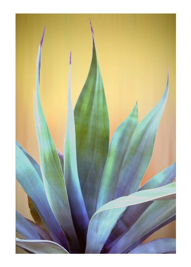 Cactus Palm Springs.jpg