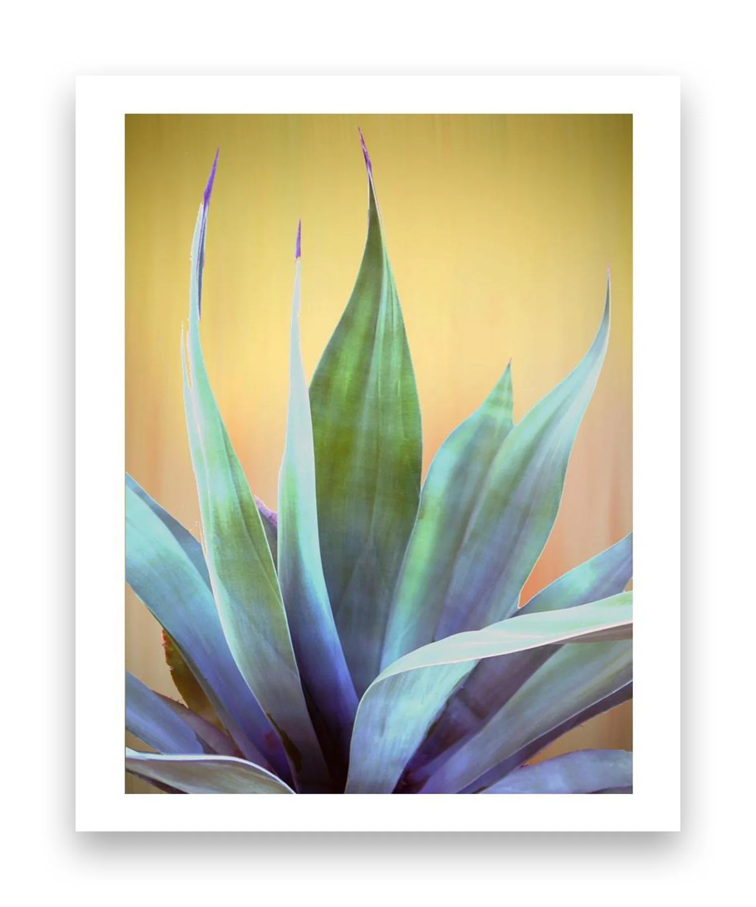 cactus botanical_edited-1.jpg