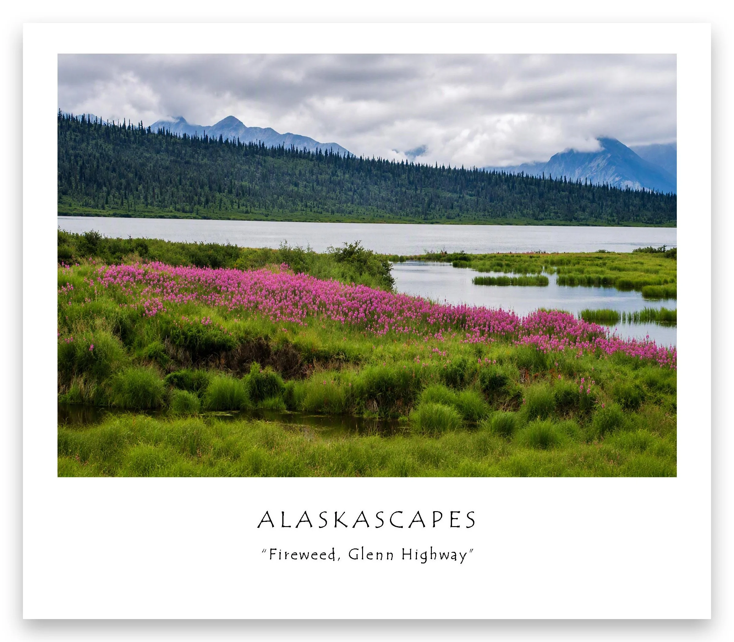 Fireweed, Glenn Highway_edited-1.jpg