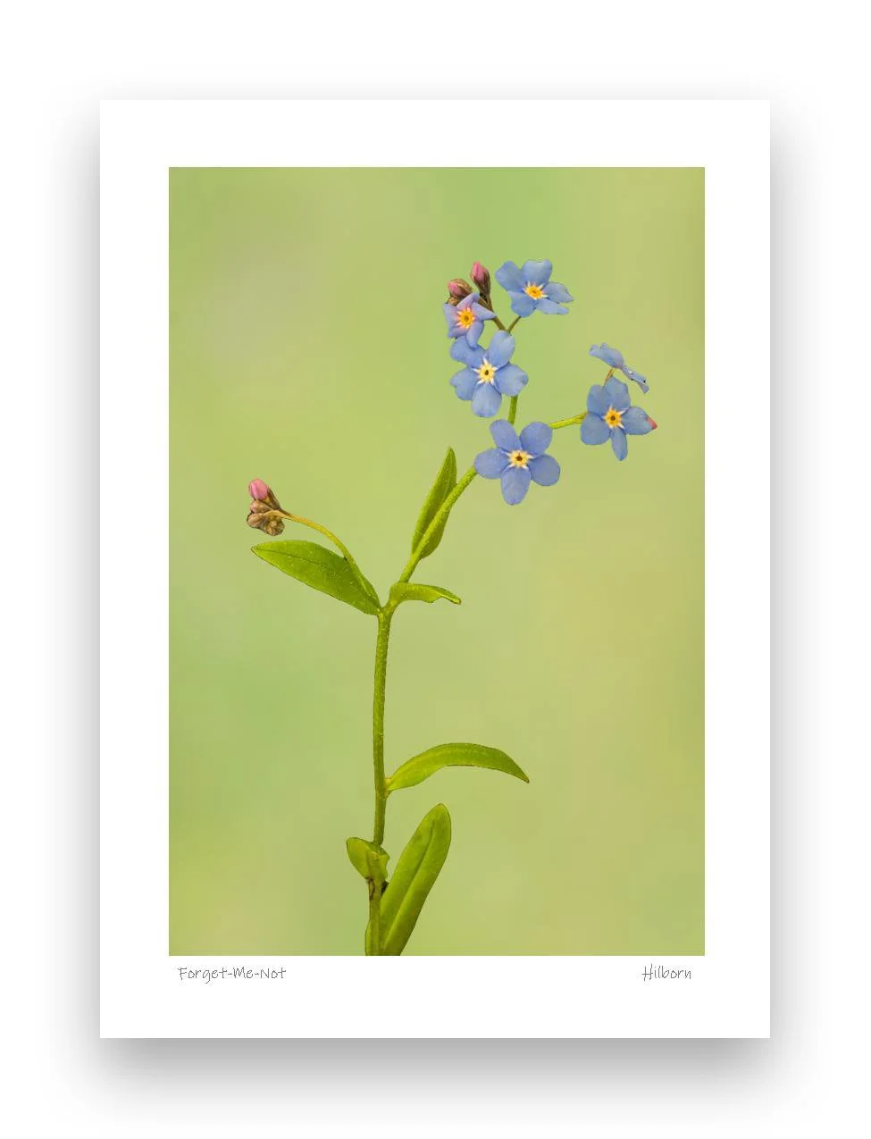 5x7 Forget me not 2_edited-1.jpg