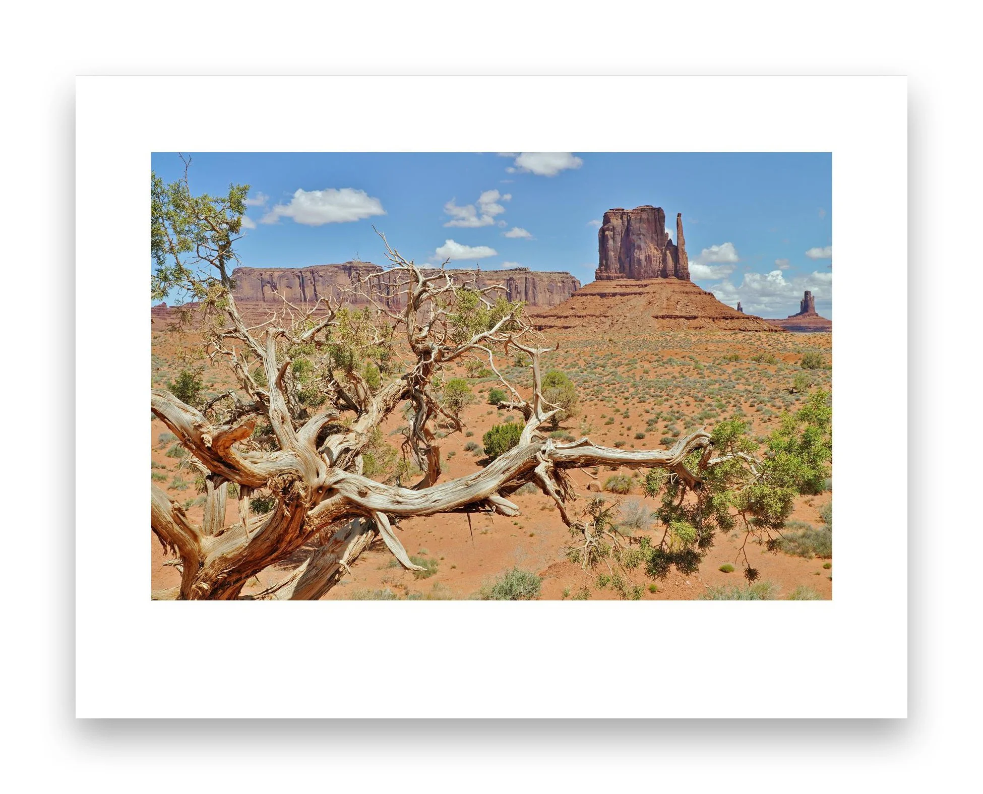 Monument Valley Tree_edited-1.jpg