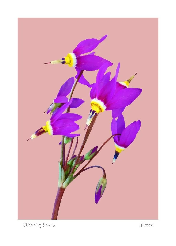 5x7 Shooting Stars Pink.jpg