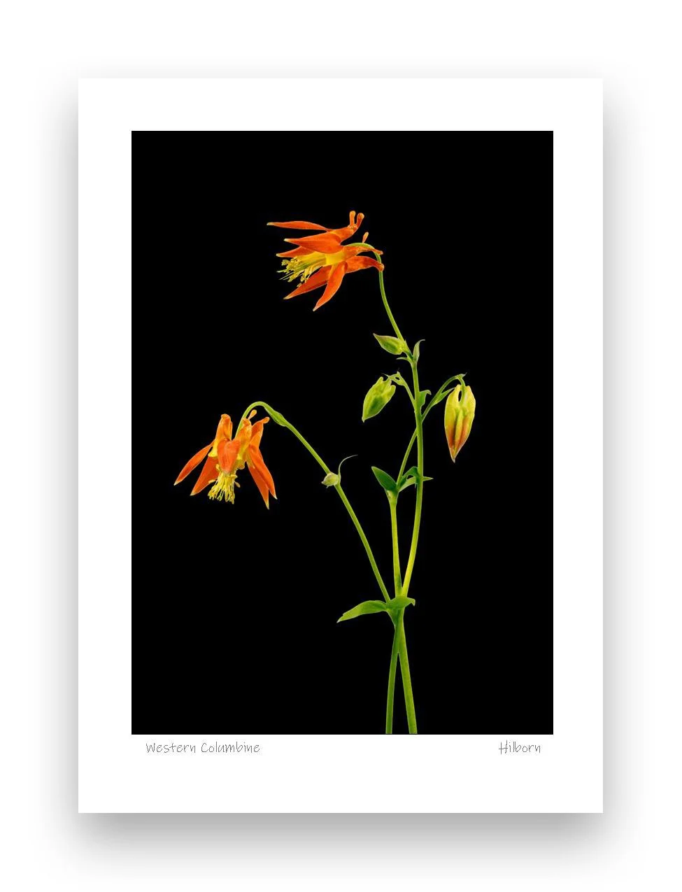 5x7 Western Columbine Blk_edited-1.jpg