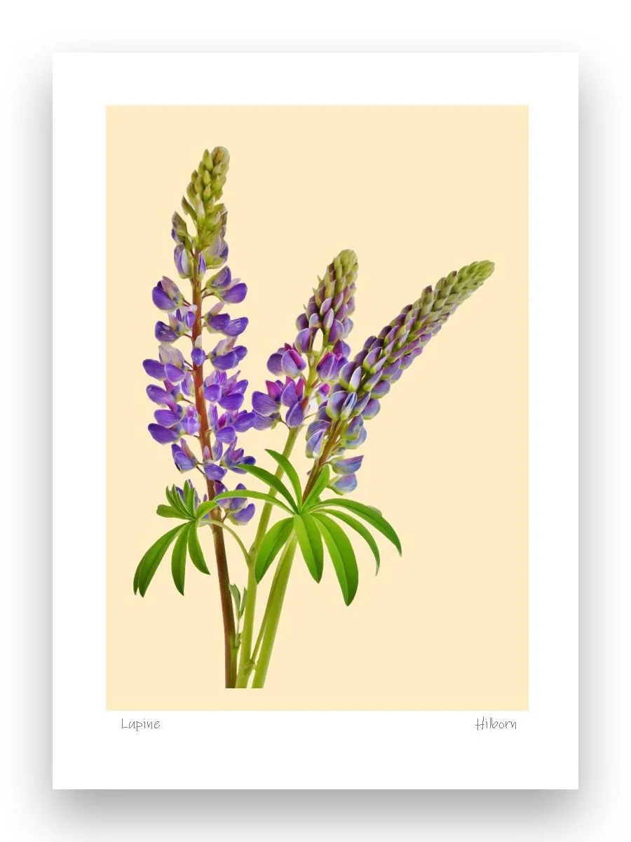 5x7 Lupine beige_edited-2.jpg