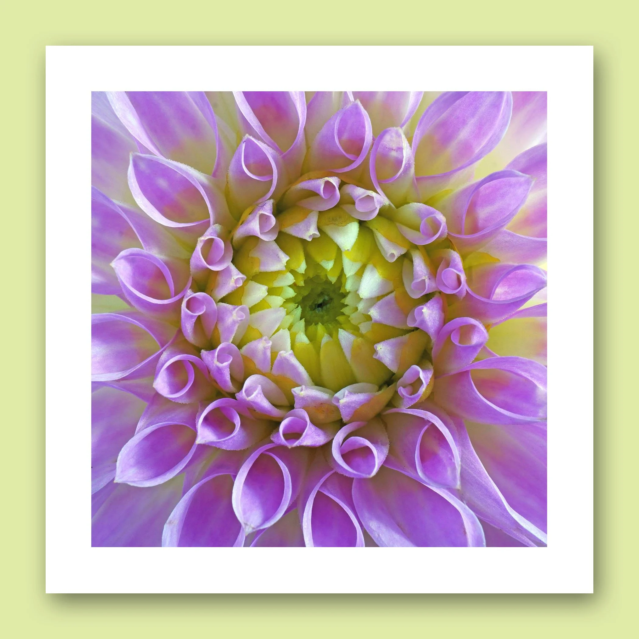 Sqrspce Lavender Dahlia Square_edited-1.jpg