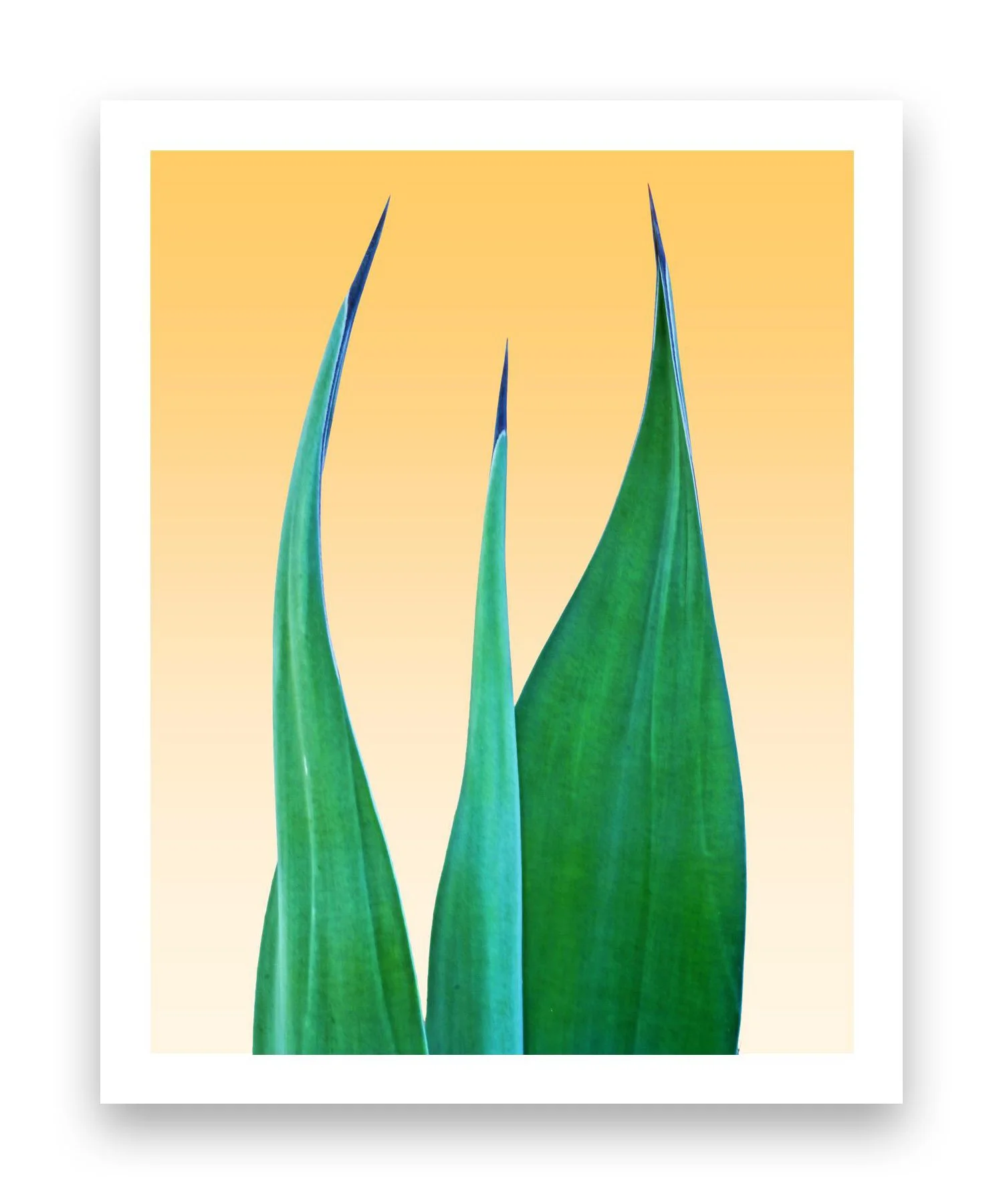 Cactus Palm Springs 2_edited-1.jpg