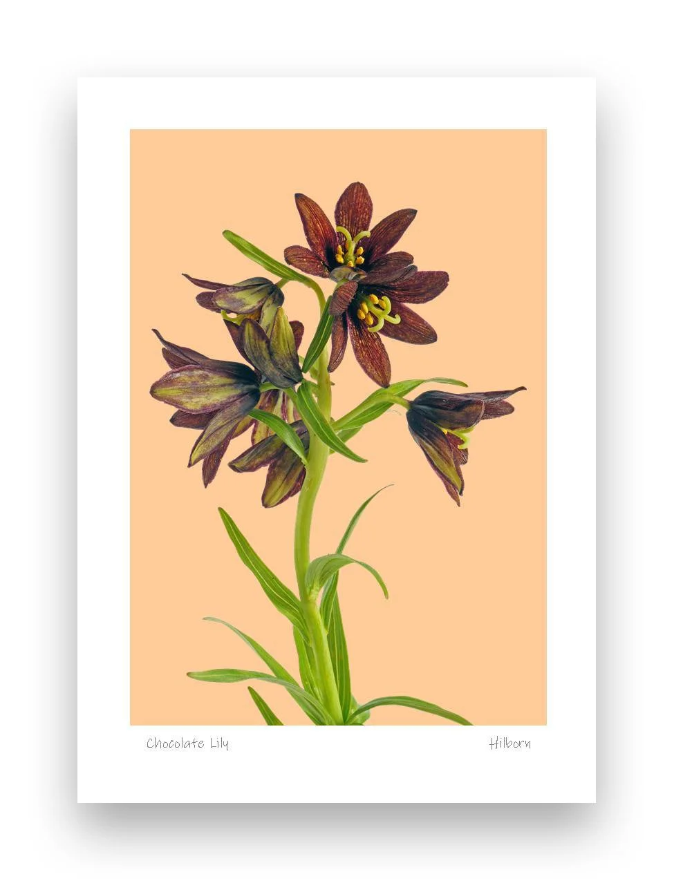 5x7 Chocolate Lily Peach_edited-1.jpg