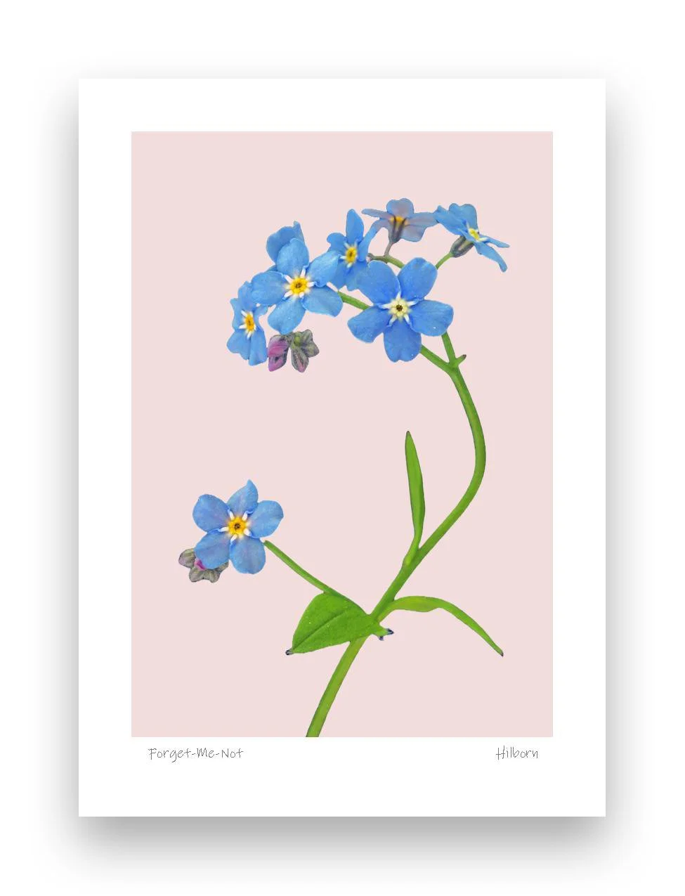 5x7 Forget Me Nots Pink_edited-1.jpg