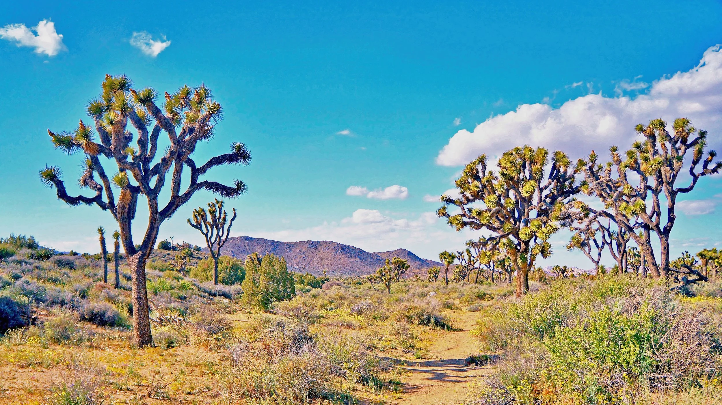 Joshua Tree, California