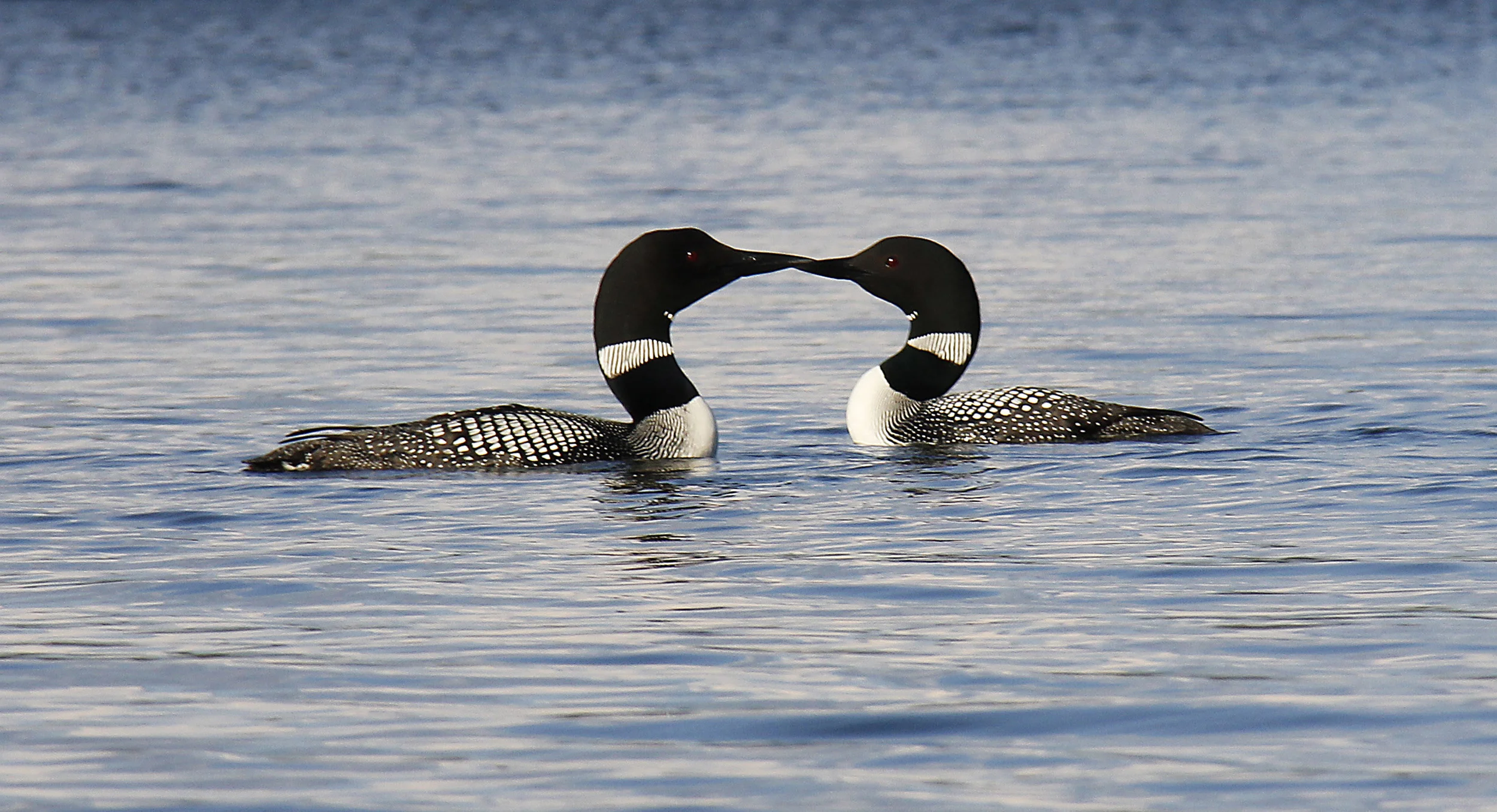 Loons 18x10.jpg