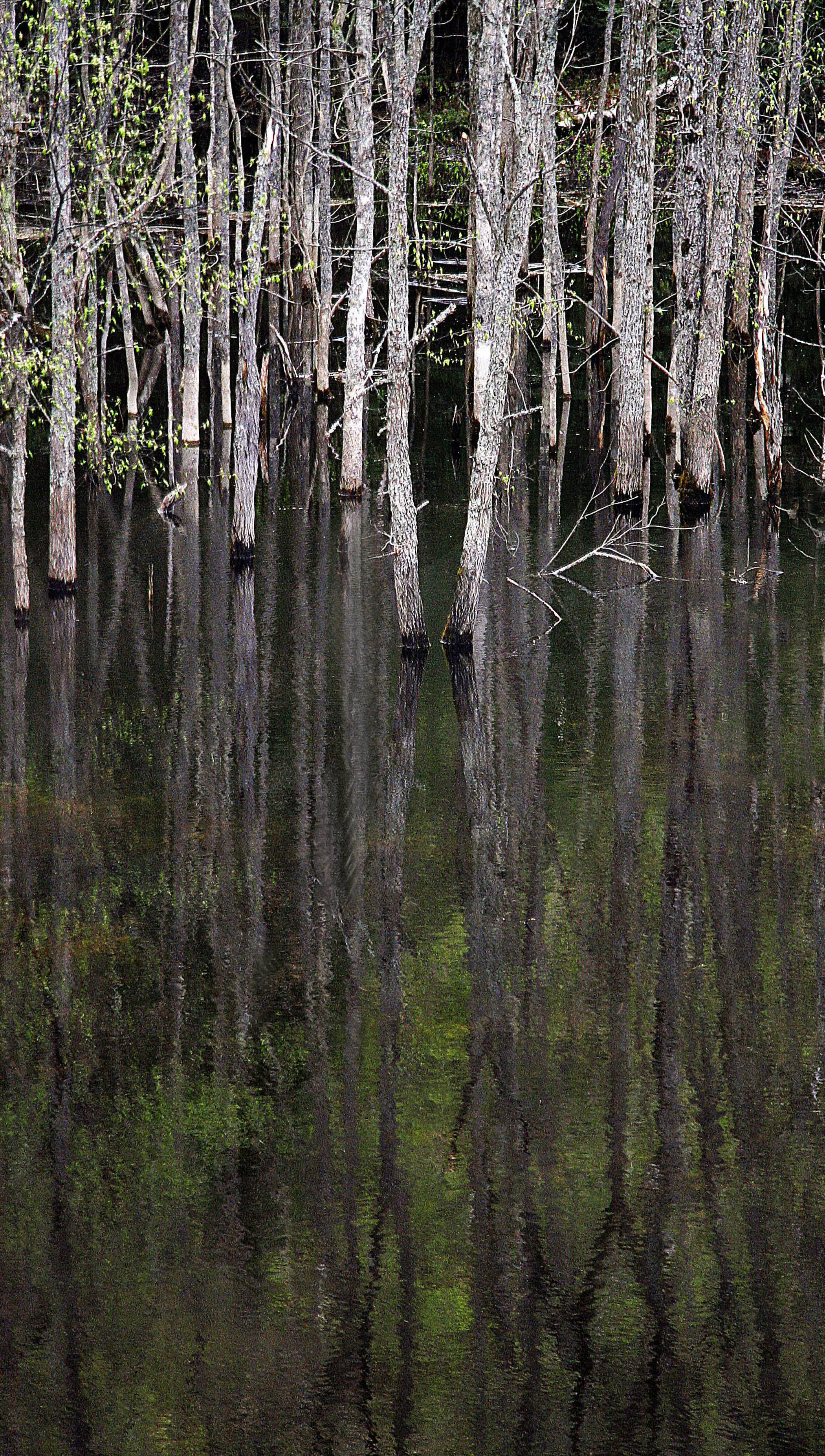 Trees wading 7x12.34 .jpg