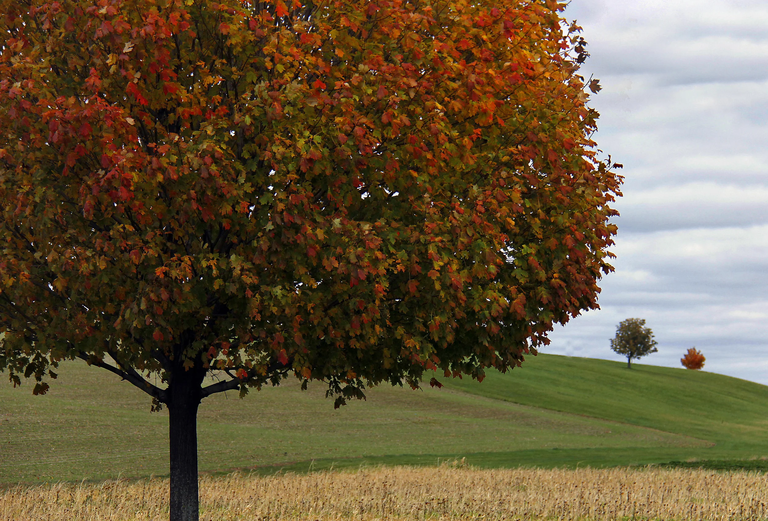 Trees in Threes -Doug Johnson.jpg