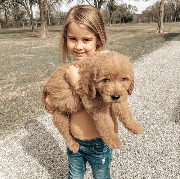 Alexa-Jean-Brown-Dog-2