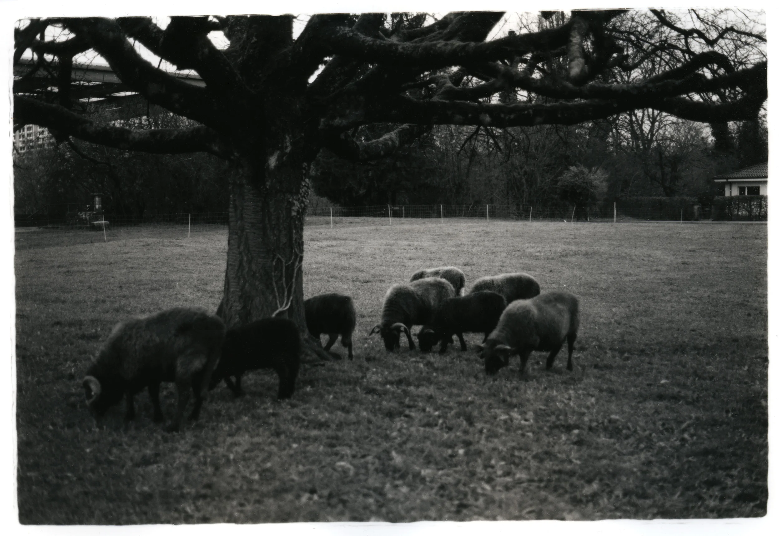 Sheep Silver Gelatin Print, Switzerland, 2014
