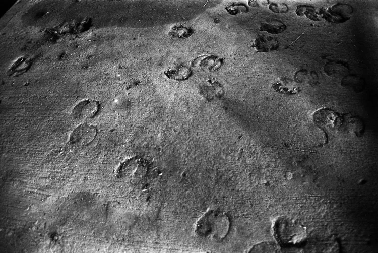 Cattle Hooves NJ, 2015