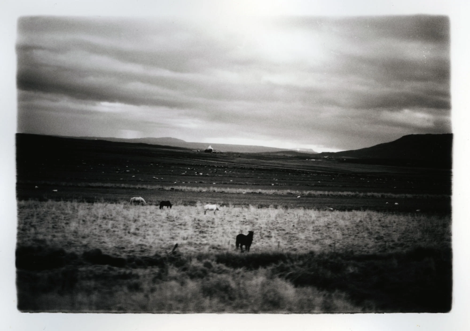 Horses, Dogs, and Sheep Silver Gelatin Print, Iceland, 2015
