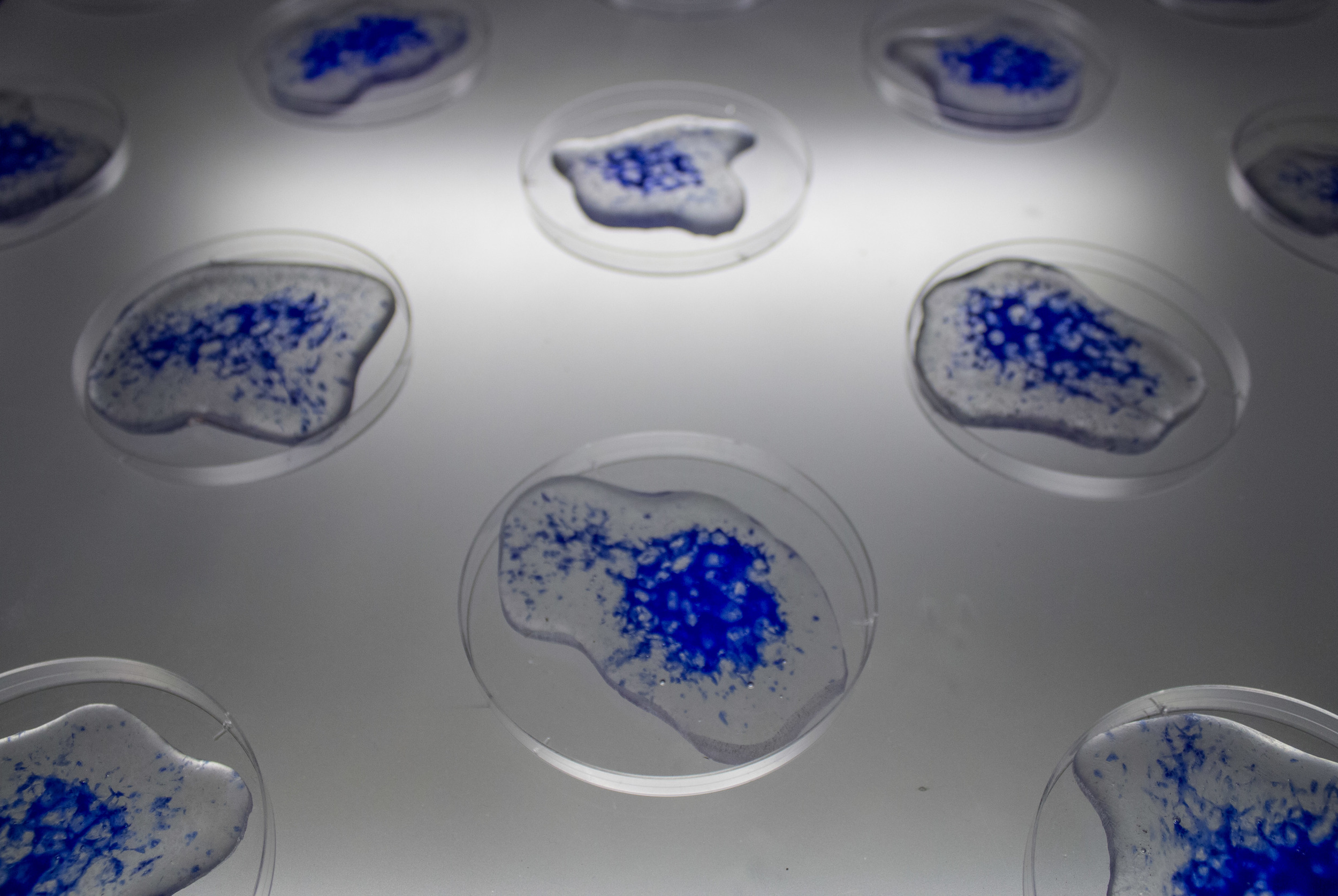 "Cells", a conceptual piece by Richelle Nuney