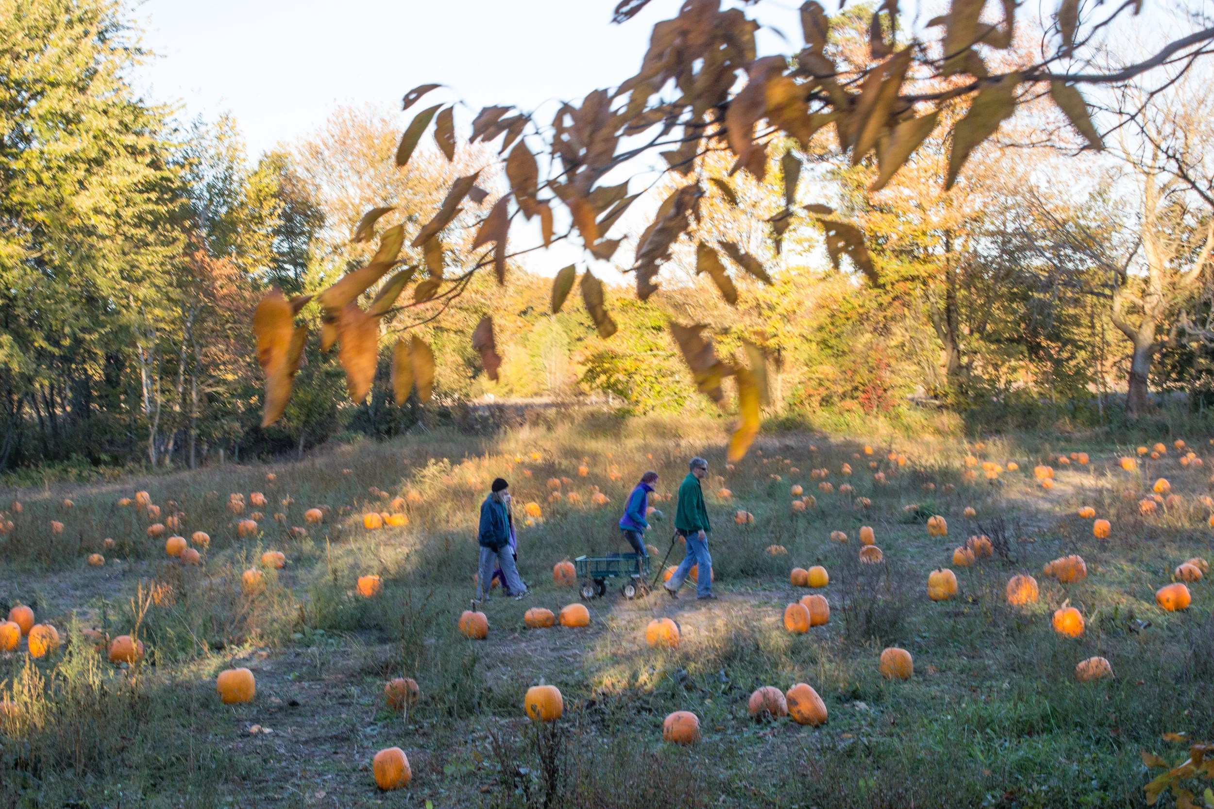 Fall-13.jpg