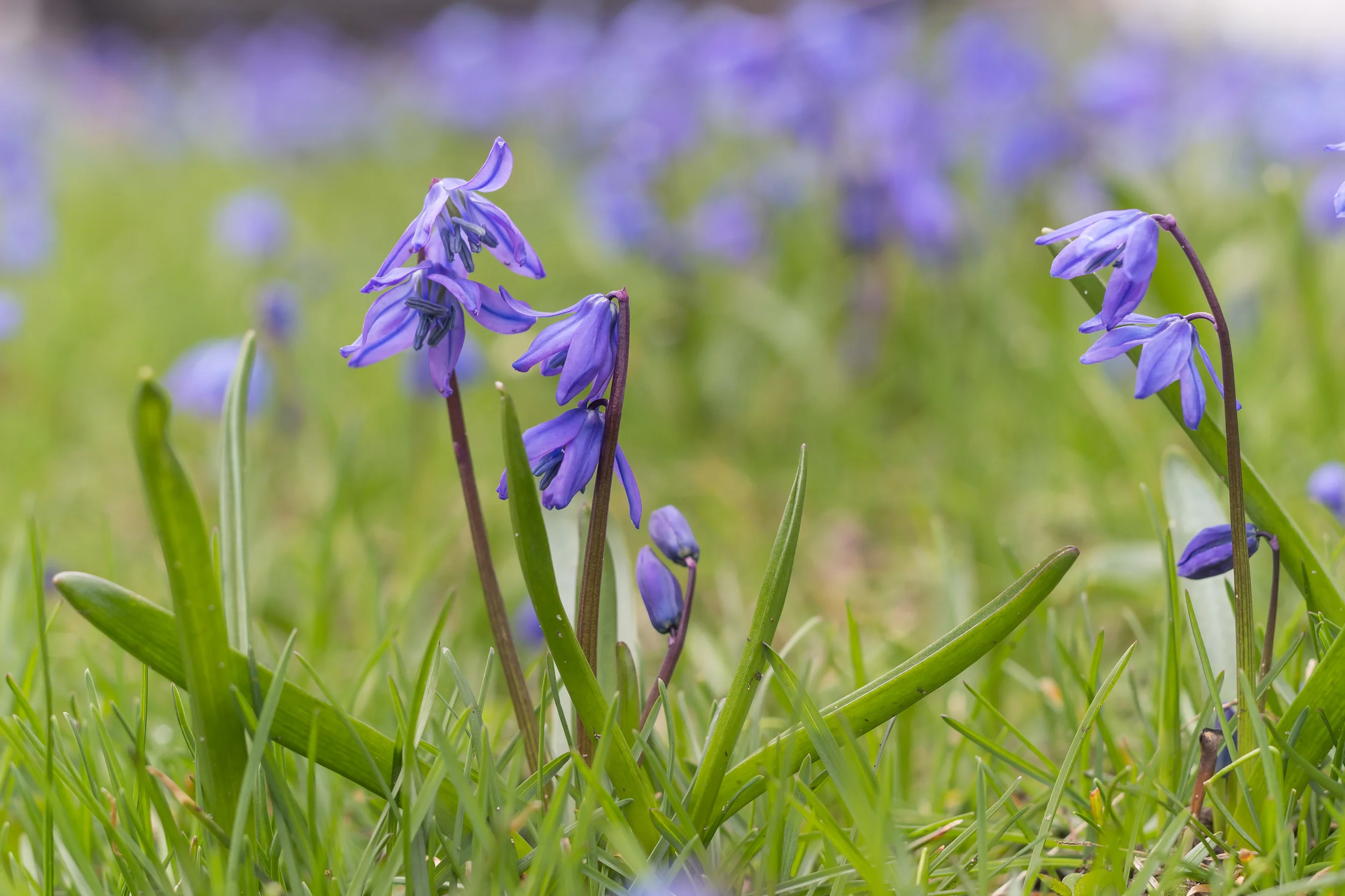 springblogpost-2.jpg