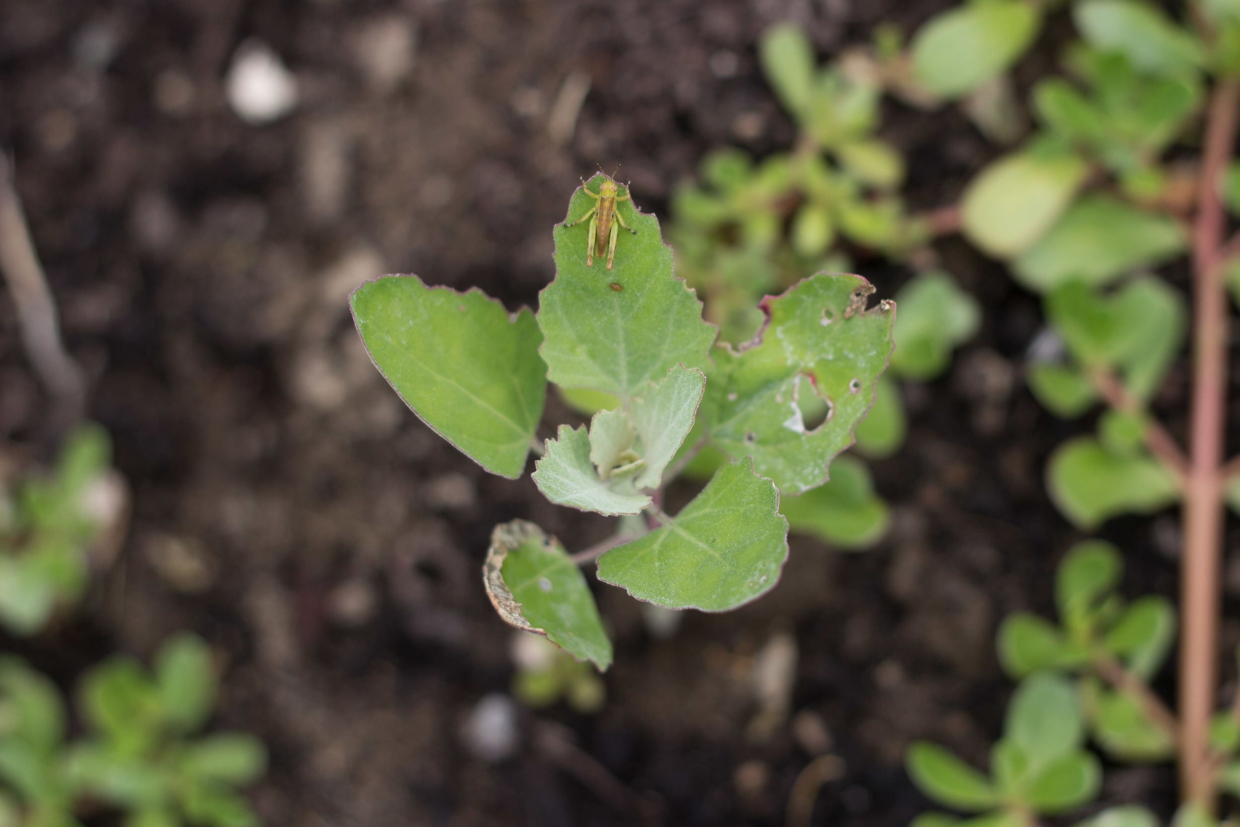 GardenBlog-1.jpg